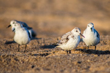 sand water and beach life