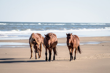 horses on the beach 