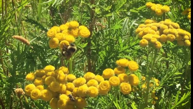 Bee pollinating flowers
