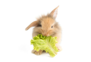 adorable baby rabbit eating cabbage on white background