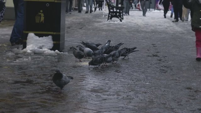 Flock of pigeons eating switchgrass in the urban park in cold winter outdoors