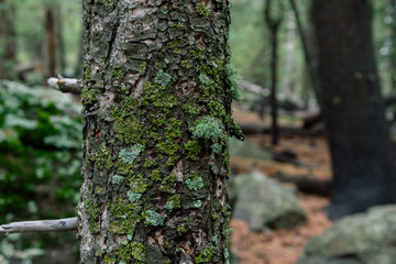 Moss and Lichen on a Forest Giant