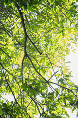 Fototapeta premium Textures of beautiful Brazilian plants