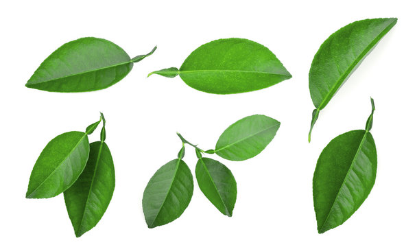 Fototapeta zestaw zielony liść cytryny na białym tle