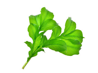 green leaf of  elephant yam or stanley's water-tub tropical plant isolated on white background © boonchuay1970