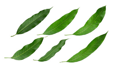 set of green leaf mango isolated on white background