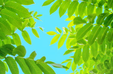  leaves of the walnut tree hallowed in the sun against the blue sky