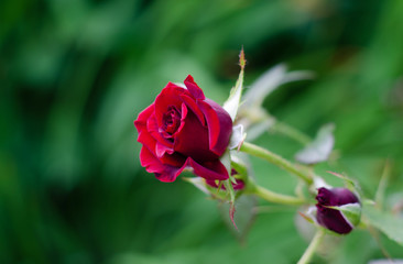 rich red rose close-up