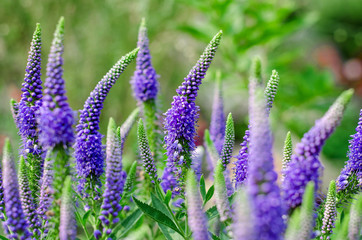 Close up of Beautiful Purple Spiked Speedwell and Blurred Backyard