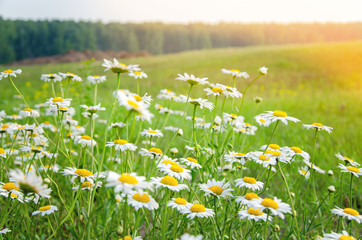 field of daisies on a summer day with sunlight