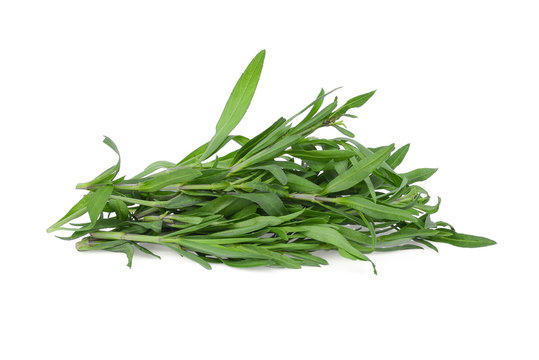 french tarragon isolated on white background
