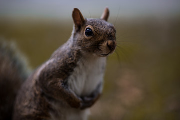 squirrel close up in a park