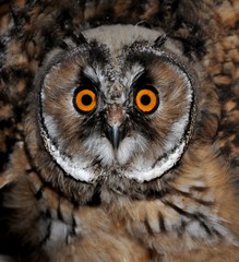 Owl close up