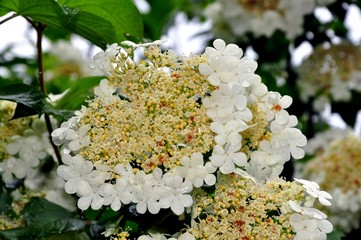 Flowers of a viburnum