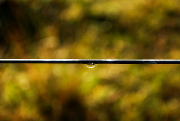 gota