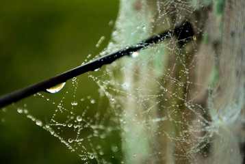 gotas telaraña 