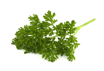 parsley isolated on a white background