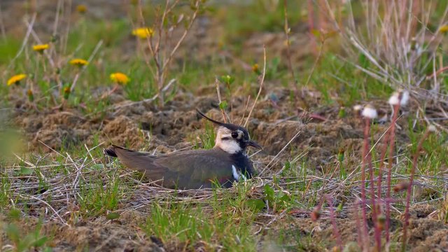 Northern lapwing (Vanellus vanellus) disturbed while incubating eggs