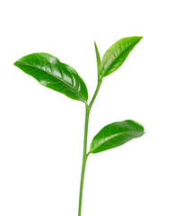 green tea leaf on white background