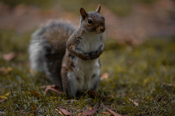 entire squirrel closeup in the grass