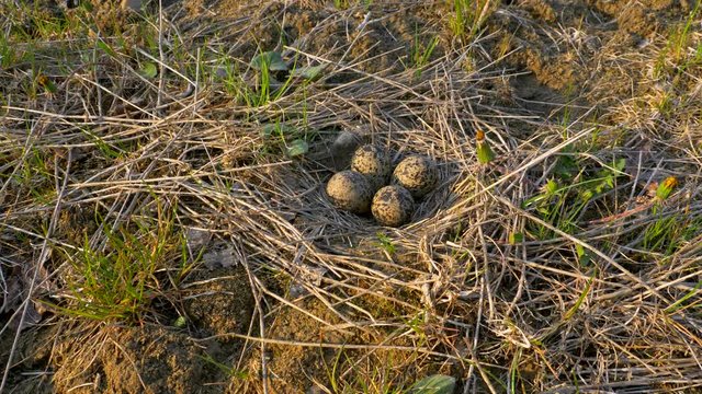 Northern lapwing (Vanellus vanellus) incubating eggs in nest