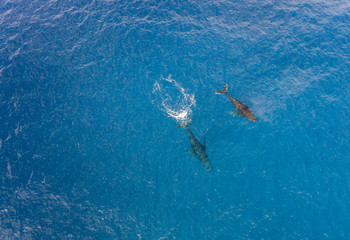 Aerial view of Humpback Whales in the Ocean