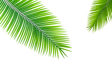 Obraz premium Palm leaves isolated on white background.