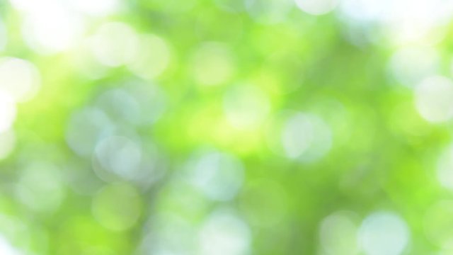 木漏れ日　新緑


