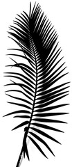  palme noire de sagoutier, fond blanc