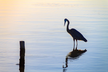 Bird in Deep Reflection