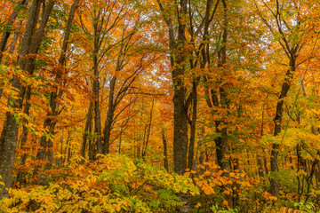 Beautiful autumn season at Hakkoda mountain area, Aomori, Japan.