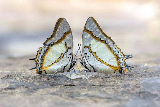 Beautiful the Great nawab (Polyura eudamippus nigrobasalis ), close-up and low angle view butterfly, foraging the mineral salt in nature background, Pang Sida National Park, Thailand