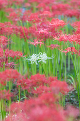 Close - up Red spider lily in autumn