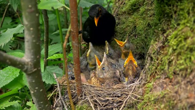 Common blackbird feeding chicks in nest