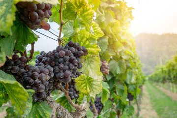 freshly Shiraz grapes, Vineyards in autumn harvest