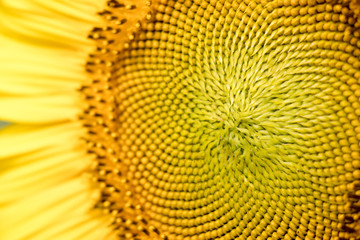 Closed up of yellow sunflower background