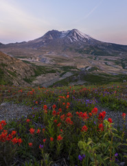 Fototapeta na wymiar Mt St Helens and blooming wild flowers is a beautiful view one can enjoy every summer.