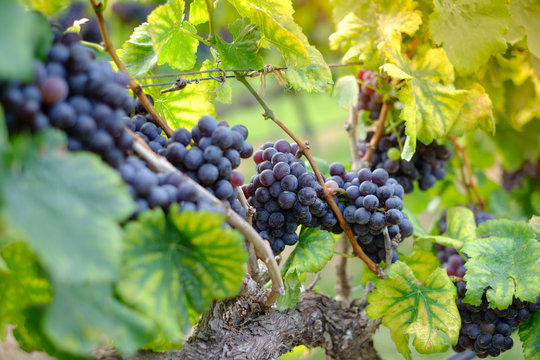 Freshly Shiraz Grapes, Vineyards In Autumn Harvest