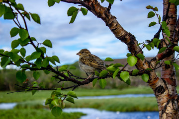 Северный друг