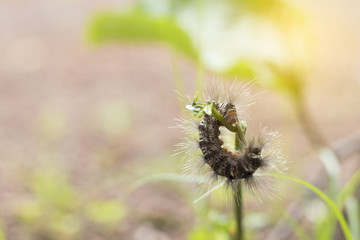 Worm eating green plant with soft light.