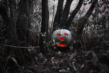 halloween pumpkin in a dark forest