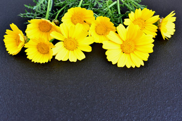 Yellow flowers on a black background, greeting card, copy space.