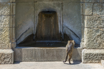 Russia, the Republic of Crimea, the city of Alupka. 06/09/2018: A cat is drinking water from a fountain in the inner courtyard of the Vorontsov Palace