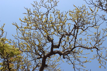 sky treeeeeee