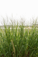 Vegetation on the beach