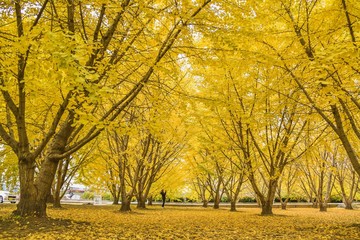 黄金イチョウの世界