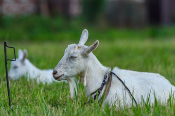 Obraz premium goat on the field on a leash