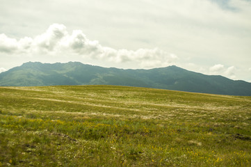 Fototapeta premium Landscape. Green meadow, field with flowers