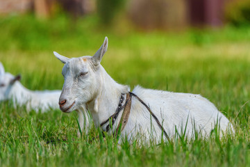 Obraz premium goat on the field on a leash