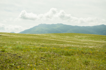 Landscape. Green meadow, field with flowers